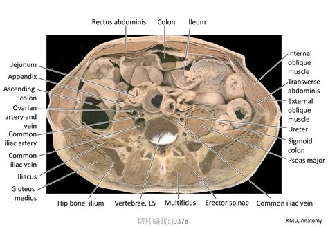 咽門|KMU Anatomy Video